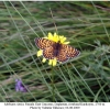 melitaea cinxia female2